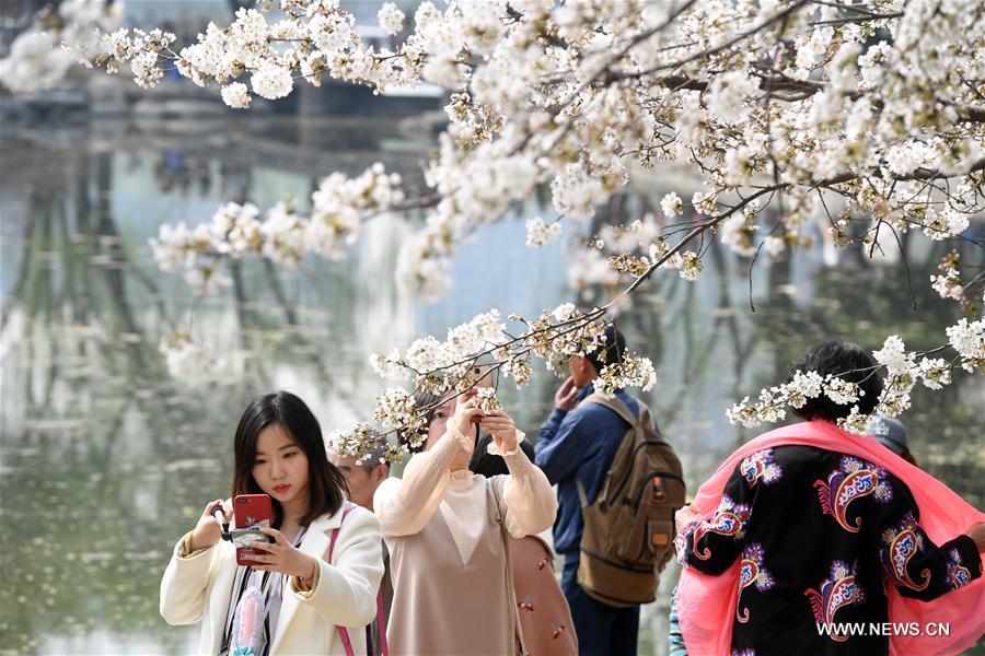 CHINA-BEIJING-CHERRY BLOSSOMS (CN)