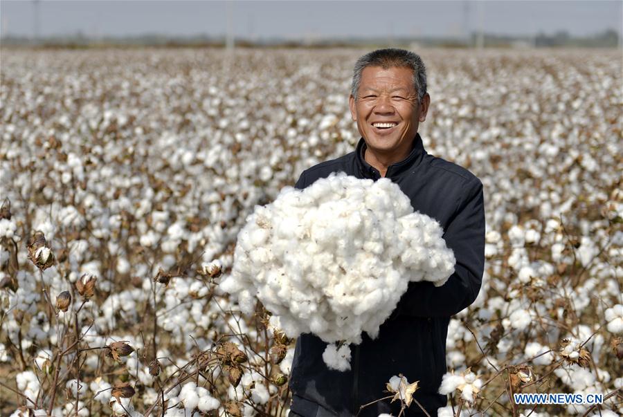 CHINA-HEBEI-COTTON-HARVEST (CN)