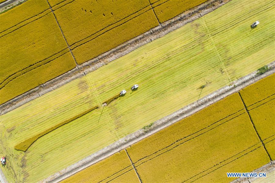 #CHINA-AUTUMN-HARVEST (CN)