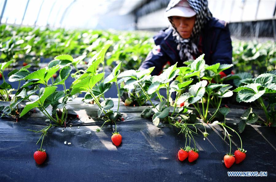 CHINA-HEILONGJIANG-HARBIN-COOPERATIVES (CN)