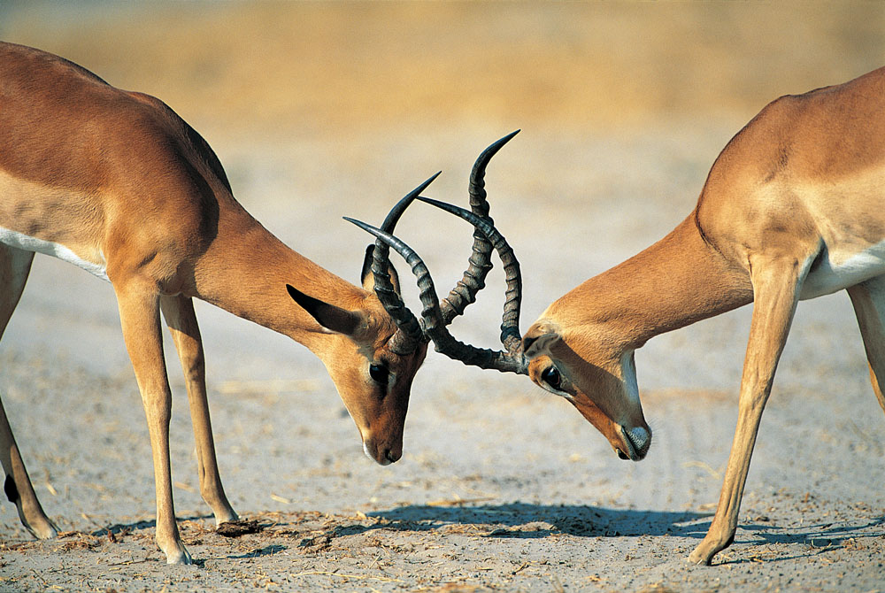 方正集團(tuán)三高管接受調(diào)查 方正、政泉纏斗始末