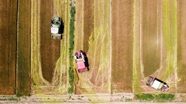 夏糧，穩(wěn)！