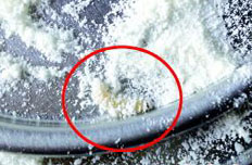 貝因美嬰兒奶粉中驚現(xiàn)活蟲