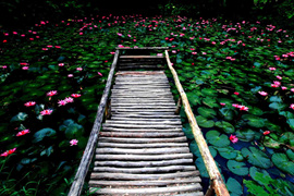 踱步花間，邂逅美麗