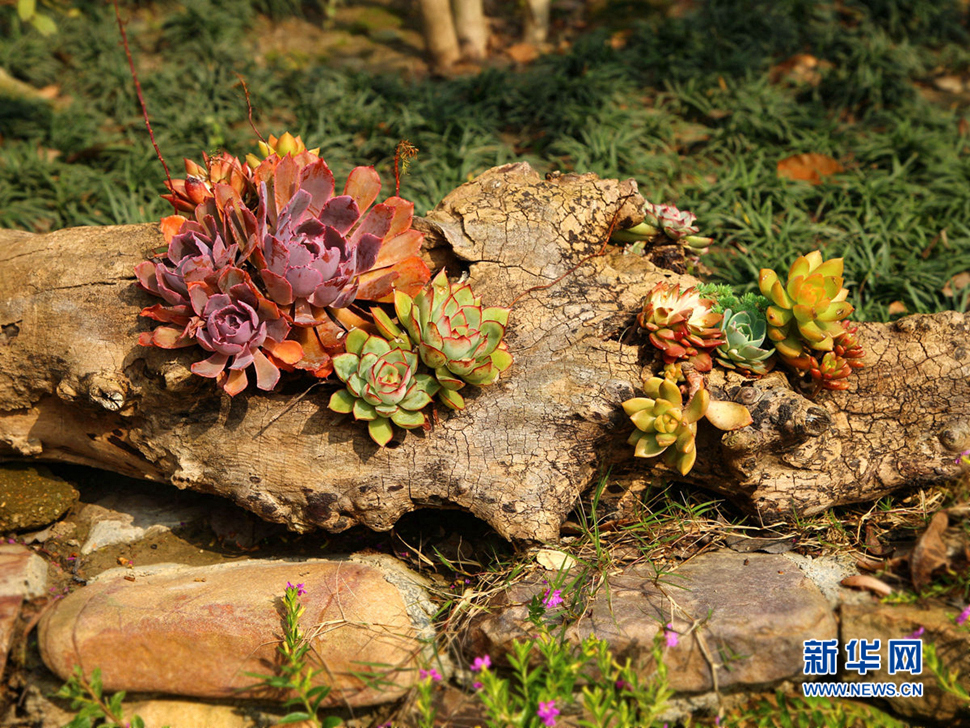 當(dāng)朽木遇上多肉