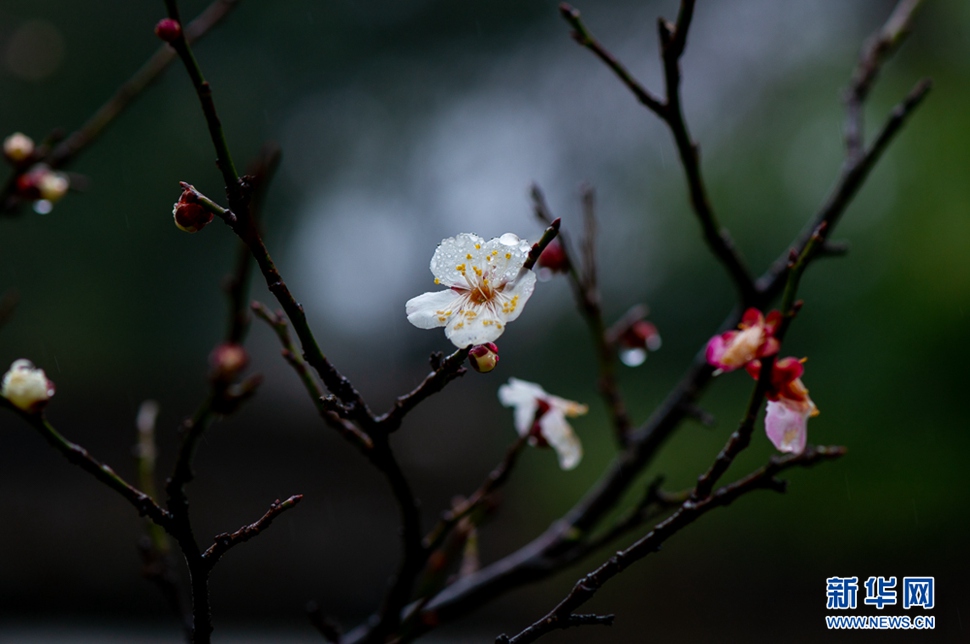 疏影橫斜，暗香浮動