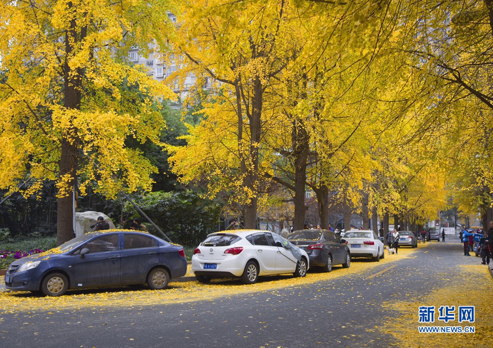 冬日暖陽，成都的銀杏已滿地
