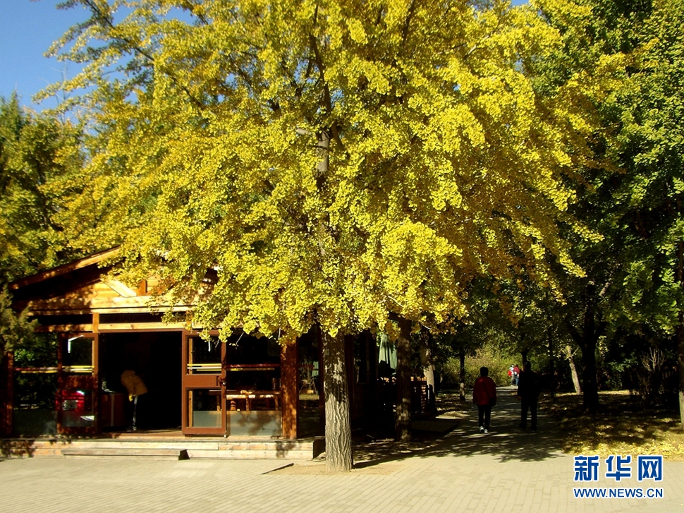 北京植物園秋韻
