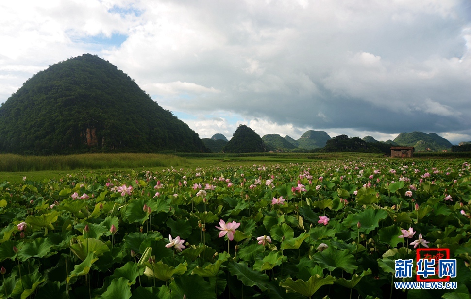 一生一世，萬畝荷花