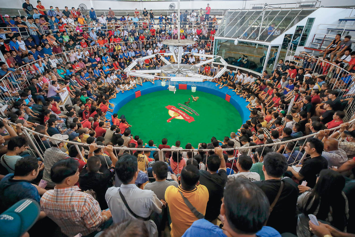 我在國外看斗雞