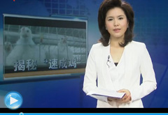 記者暗訪(fǎng)肯德基"速成雞"養(yǎng)殖廠(chǎng)