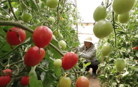 一個西紅柿從大棚到餐桌之&ldquo;旅&rdquo;