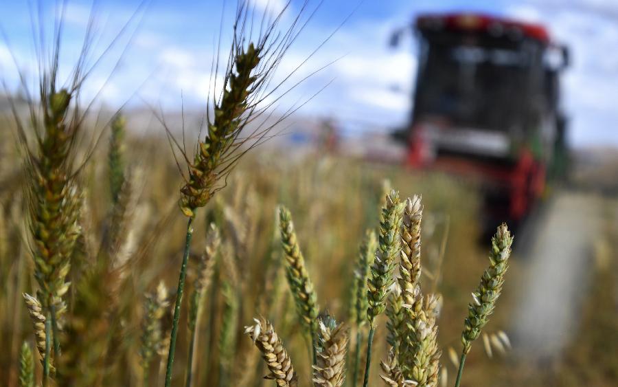 豐收的喜悅！看，各地秋收忙