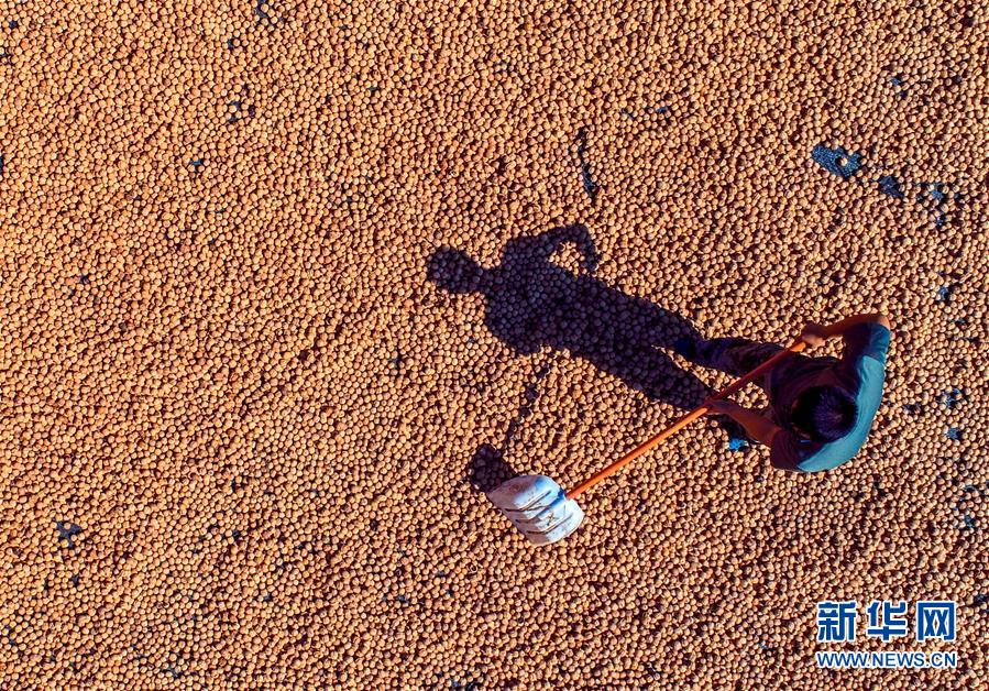 （在習(xí)近平新時(shí)代中國特色社會(huì)主義思想指引下&mdash;&mdash;新時(shí)代新作為新篇章&middot;鄉(xiāng)村振興戰(zhàn)略&middot;圖文互動(dòng)）（2）&ldquo;小山貨&rdquo;成為&ldquo;黃金果&rdquo;&mdash;&mdash;河北涉縣山核桃&ldquo;抱團(tuán)發(fā)展&rdquo;贏市場(chǎng)