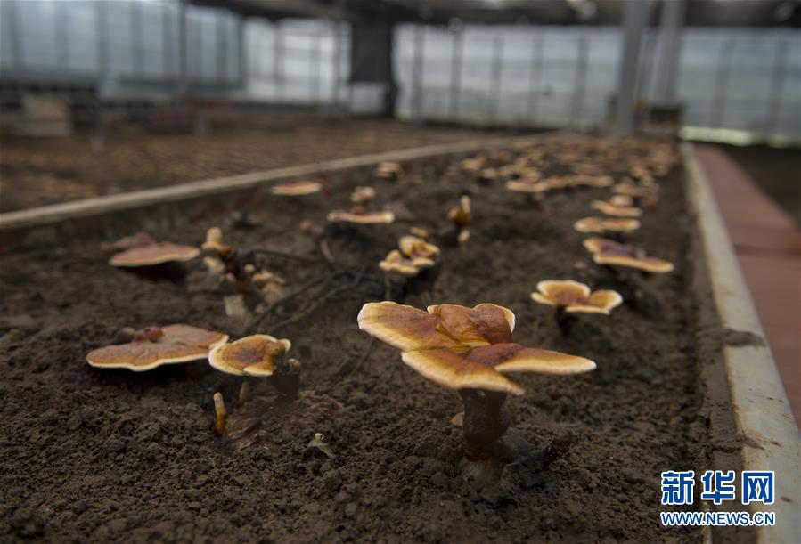 （百城百縣百企調(diào)研行&middot;圖文互動(dòng)）（9）西藏米林縣的綠色富裕路