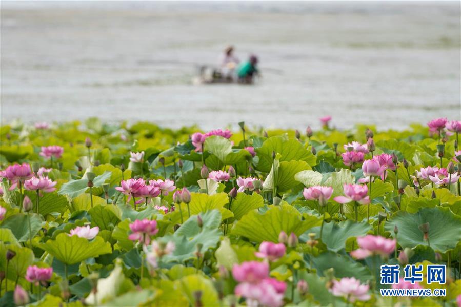 （在習(xí)近平新時(shí)代中國(guó)特色社會(huì)主義思想指引下&mdash;&mdash;新時(shí)代新作為新篇章&middot;圖文互動(dòng)）（9）高原春來(lái)早 云嶺開新篇 