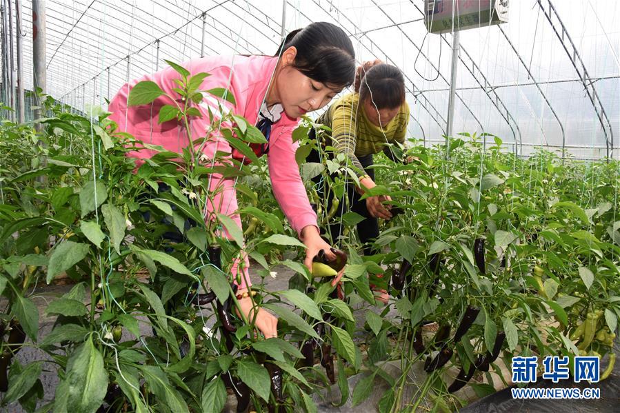 (壯麗70年·奮斗新時(shí)代·圖文互動(dòng))(3)山東壽光:一棵“菜”興一座城