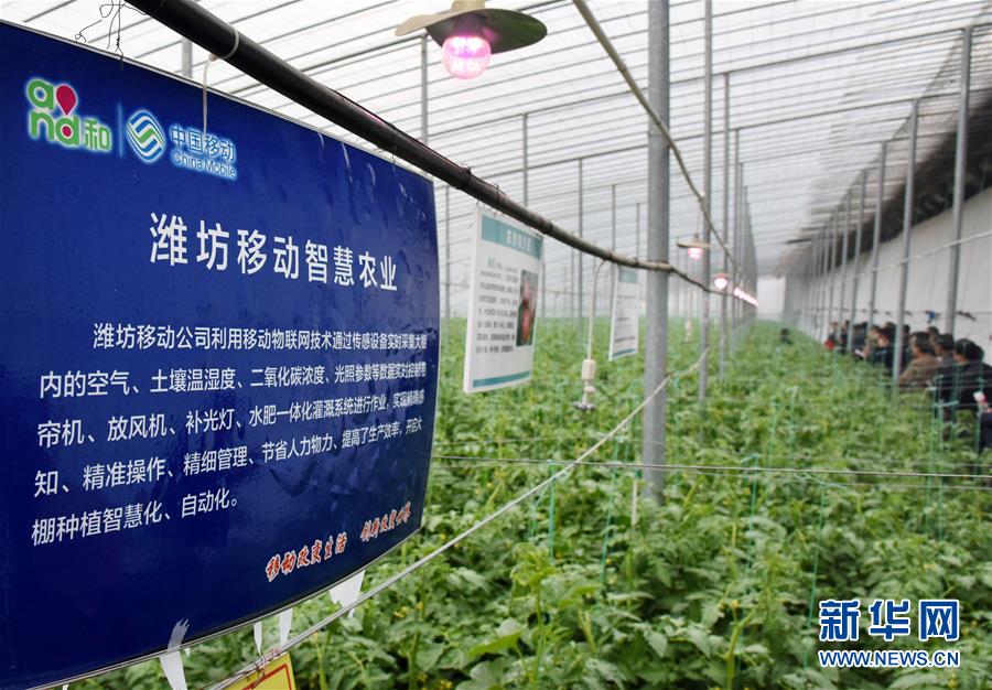 (壯麗70年·奮斗新時(shí)代·圖文互動(dòng))(7)山東壽光:一棵“菜”興一座城