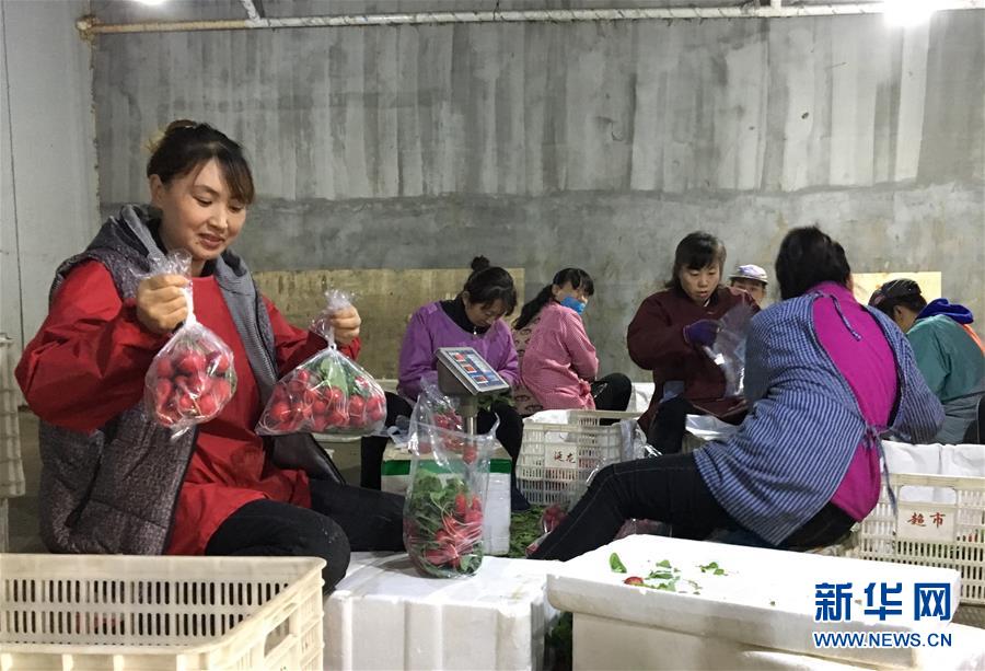 (在習(xí)近平新時代中國特色社會主義思想指引下——新時代新作為新篇章·圖文互動)(2)牡丹江:小果蔬透著三種“范兒”