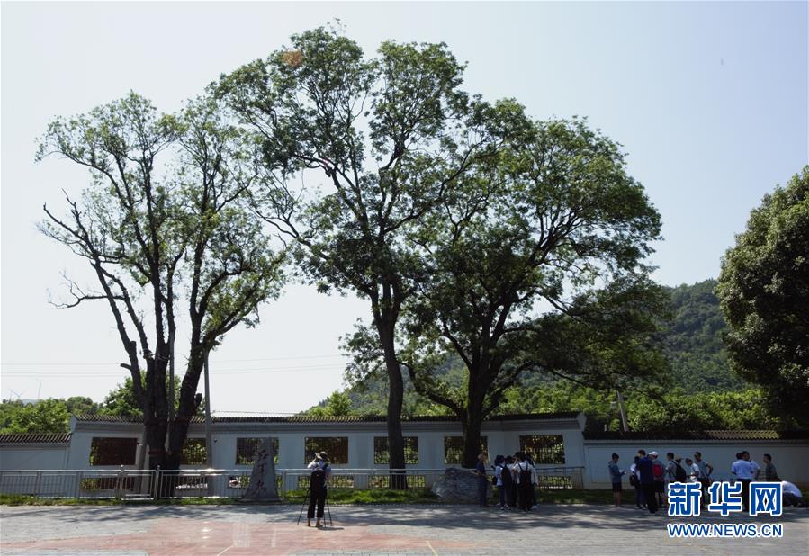 （壯麗70年&middot;奮斗新時(shí)代&mdash;&mdash;記者再走長(zhǎng)征路&middot;圖文互動(dòng)）（6）&ldquo;紅軍樹&rdquo;下憶初心、守初心