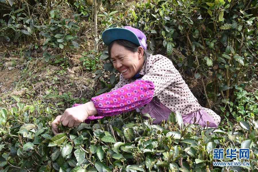 （決戰(zhàn)決勝脫貧攻堅(jiān)&middot;圖文互動）（1）因地制宜的&ldquo;魅力&rdquo;&mdash;&mdash;貴州脫貧攻堅(jiān)一線采訪隨筆