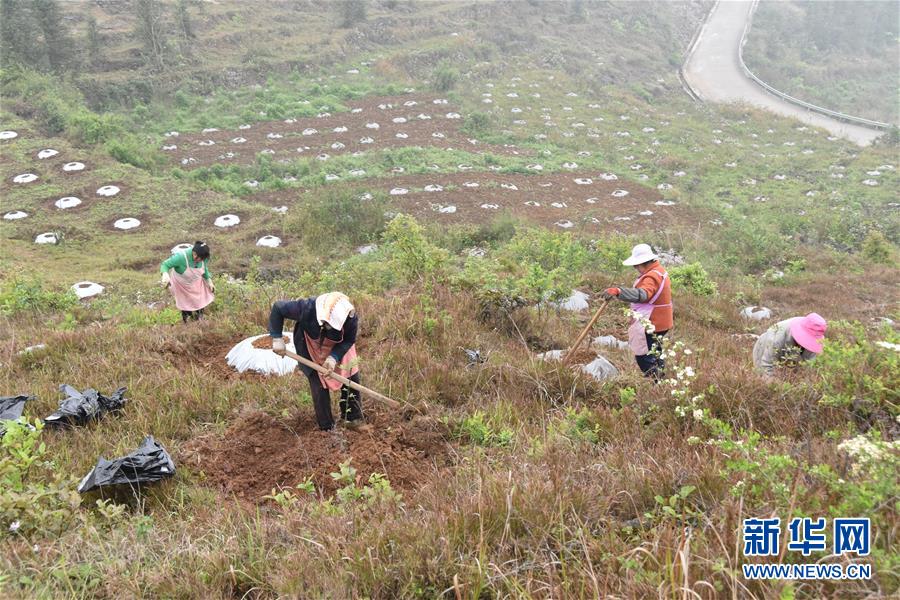 （決戰(zhàn)決勝脫貧攻堅(jiān)&middot;圖文互動）（2）因地制宜的&ldquo;魅力&rdquo;&mdash;&mdash;貴州脫貧攻堅(jiān)一線采訪隨筆