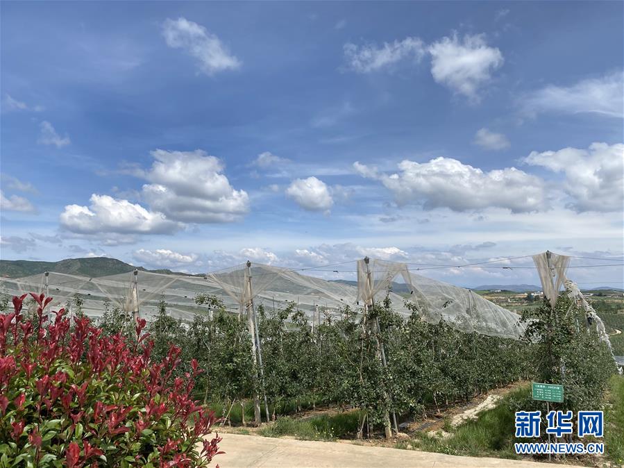 （決戰(zhàn)決勝脫貧攻堅(jiān)&middot;圖文互動(dòng)）（3）高原紅了，日子好了&mdash;&mdash;貴州海拔最高縣發(fā)展蘋(píng)果產(chǎn)業(yè)見(jiàn)聞