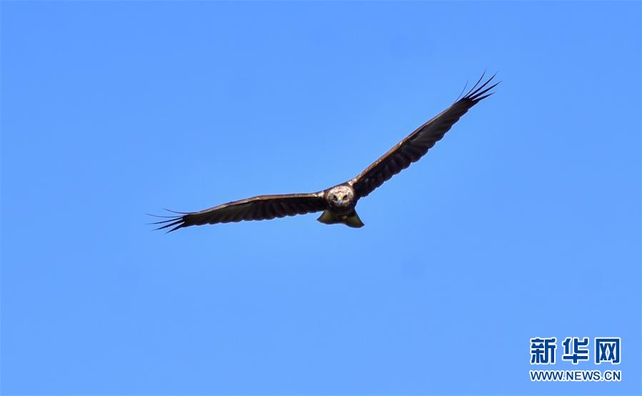 （新華網(wǎng)&middot;圖文互動(dòng)）（2）云南保山首次記錄到國家重點(diǎn)保護(hù)野生動(dòng)物白頭鷂