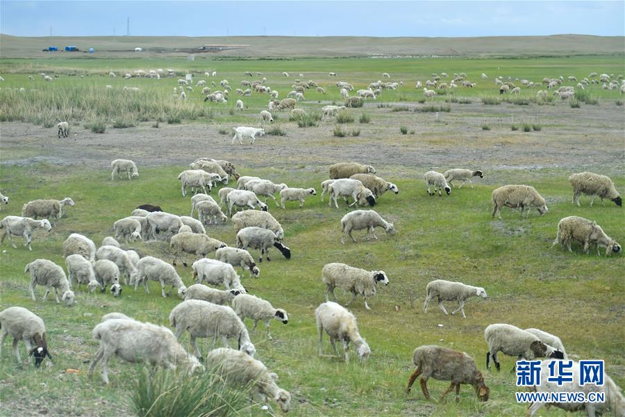 （走向我們的小康生活&middot;圖文互動）（1）草原有了網(wǎng)，手機(jī)能放羊&mdash;&mdash;看呼倫貝爾大草原牧民生活變了樣 