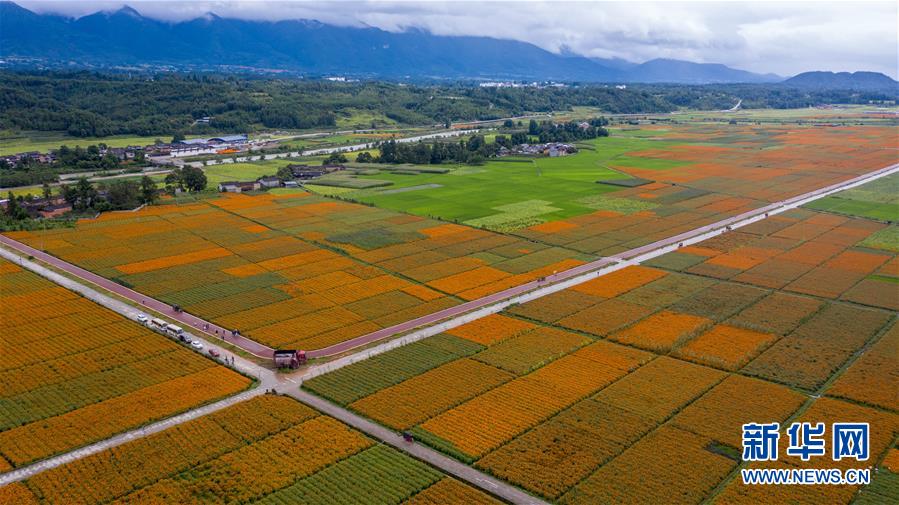 （圖文互動）（1）幸?；ㄩ_&mdash;&mdash;高黎貢山下&ldquo;萬畝花海&rdquo;帶富美麗鄉(xiāng)村