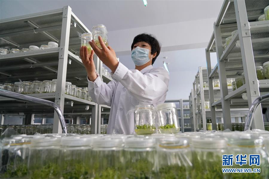 （集中連片特困地區(qū)貧困村調(diào)研行&middot;圖文互動(dòng)）（2）壩上小村莊　闊步奔小康&mdash;&mdash;河北張北縣德勝村脫貧調(diào)查