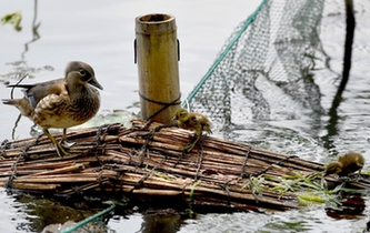 超有愛！西湖里的鴛鴦&ldquo;愛心橋&rdquo;升級