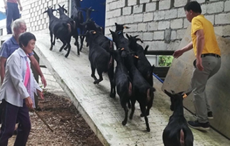 華能?？陔姀S：脫貧攻堅齊心力 貧困鄉(xiāng)村煥新顏