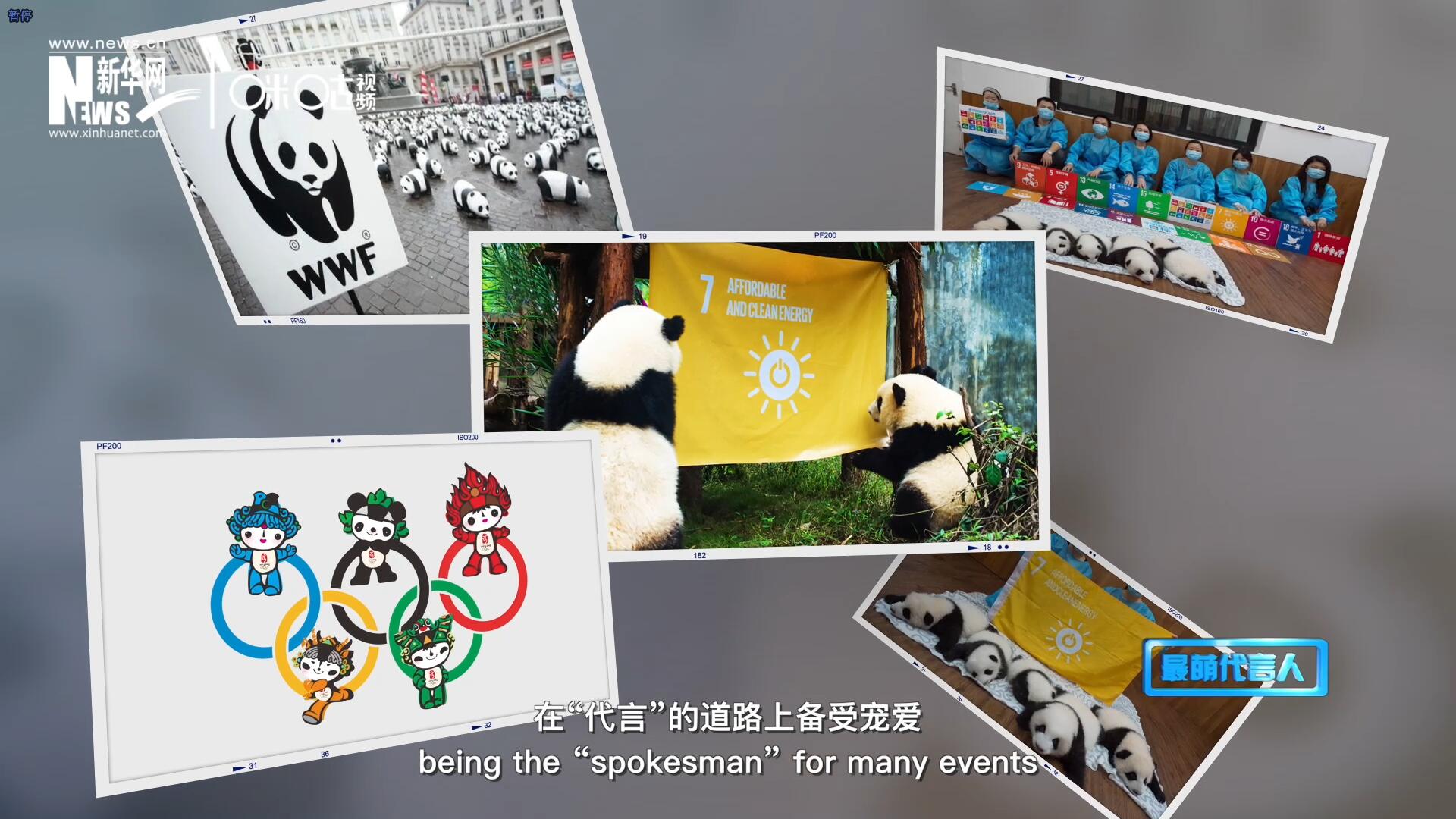 大熊貓在世界各地圈粉無數(shù)，在&ldquo;代言&rdquo;的道路上備受寵愛。
