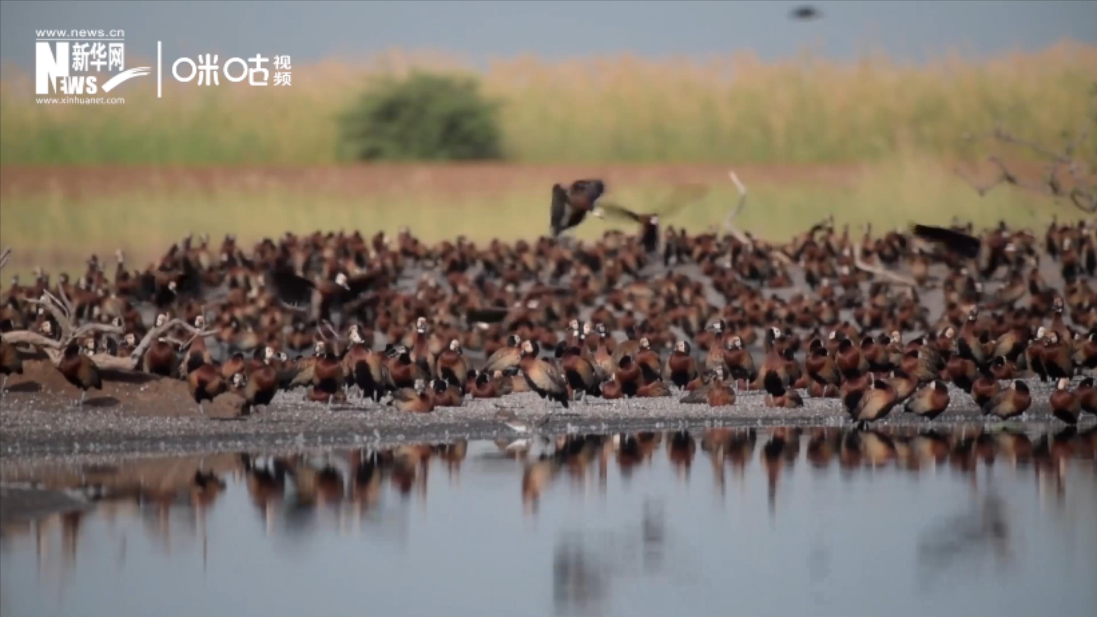 候鳥將人類、生態(tài)系統(tǒng)和世界各國連在一起