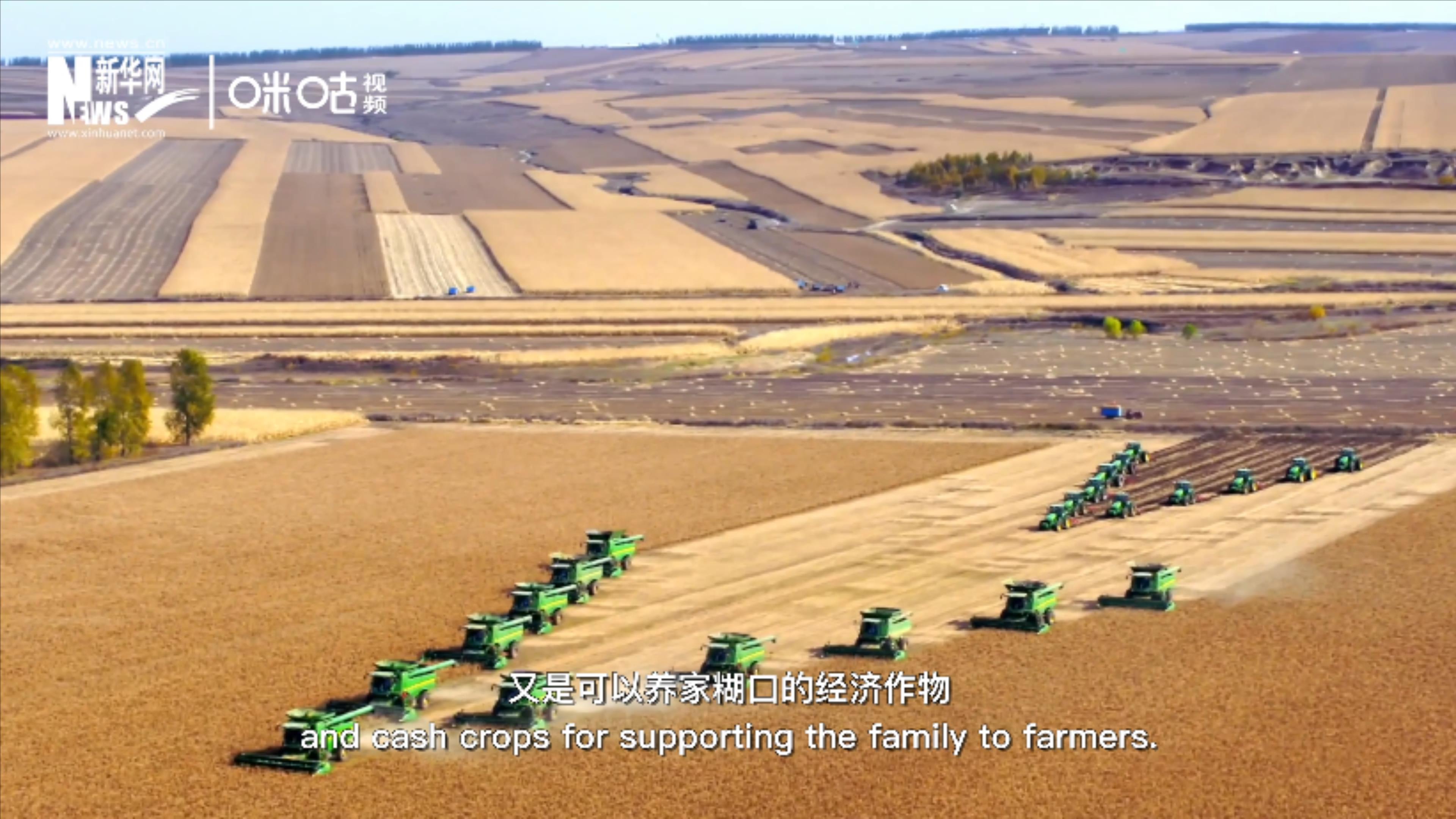 豆類既是可以擺上餐桌的食物，又是可以養(yǎng)家糊口的經(jīng)濟作物