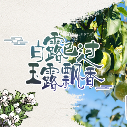 白露已過，玉露飄香