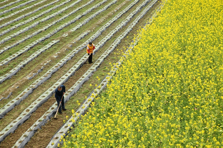 新華社評(píng)論員:防疫不誤農(nóng)時(shí)，固本首在&ldquo;三農(nóng)&rdquo;