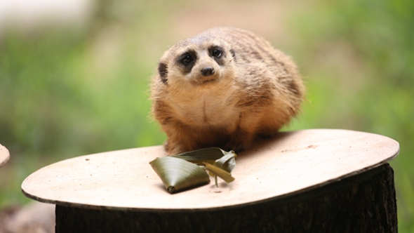 歡樂(lè)&ldquo;粽&rdquo;動(dòng)員！小動(dòng)物們吃上了&ldquo;專(zhuān)屬&rdquo;粽子