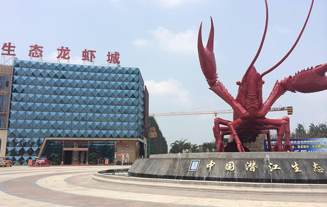 湖北潛江龍蝦振興鄉(xiāng)村 帶動從業(yè)人數已超過10萬人