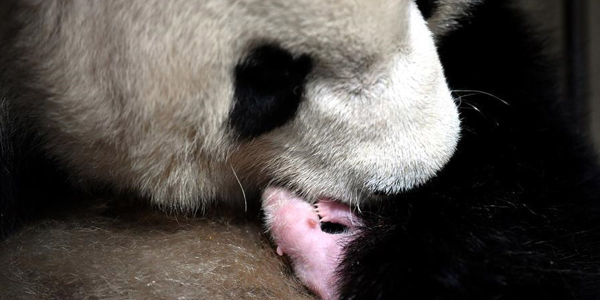 2020年首只秦嶺大熊貓寶寶誕生 實現(xiàn)&ldquo;四世同堂&rdquo;