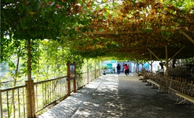 振興鄉(xiāng)村 臺灣&ldquo;新農人&rdquo;大有可為