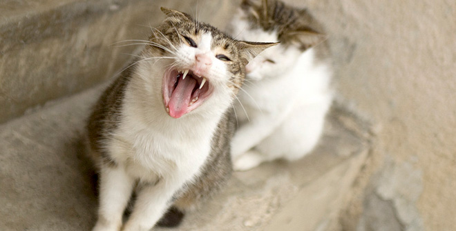 你見過這樣的腹黑貓嗎？