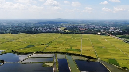 航拍&ldquo;粵西糧倉&rdquo;雷州東西洋 早造水稻長(zhǎng)勢(shì)喜人