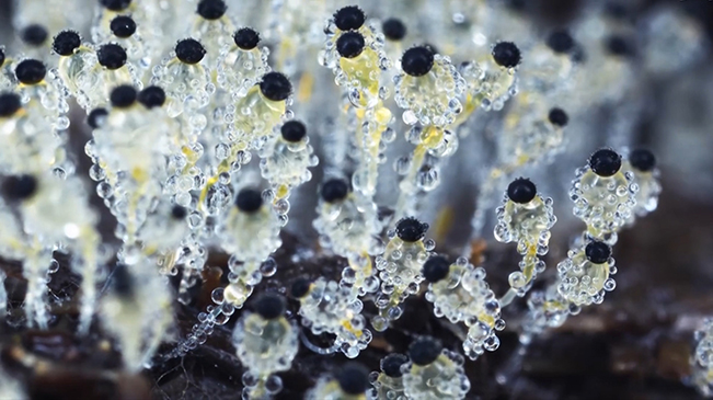 太美了！90后姑娘拍下微觀菌類世界