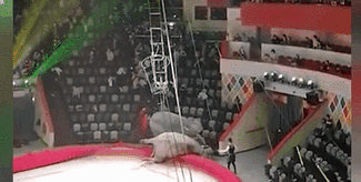 意外！場(chǎng)面失控 俄馬戲團(tuán)大象踩踏觀眾席