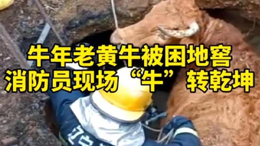 牛年老黃牛被困地窖，消防員現(xiàn)場&ldquo;牛&rdquo;轉(zhuǎn)乾坤！