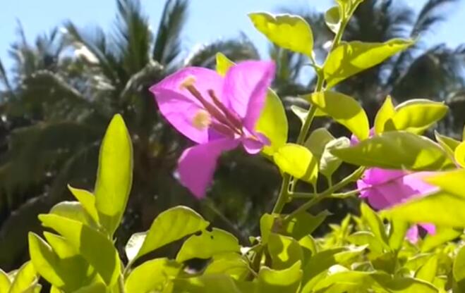 海南：超40℃！多市縣發(fā)布高溫預警