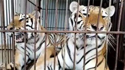 專家分析：老虎咬死飼養(yǎng)員事件 暴露哪些問題？