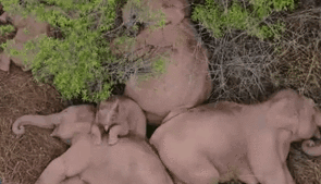 &ldquo;象&rdquo;往何處？ 亞洲象的&ldquo;正確睡姿&rdquo;什么樣？